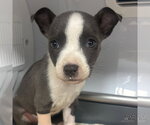 Small Mutt