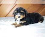 Puppy 4 Havanese-Miniature Australian Shepherd Mix