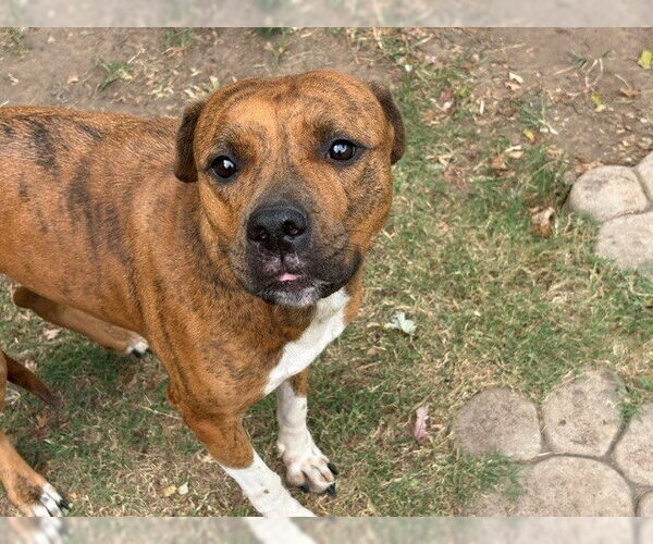 Medium Photo #1 Mutt Puppy For Sale in Tulsa, OK, USA