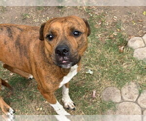 Mutt Dogs for adoption in Tulsa, OK, USA