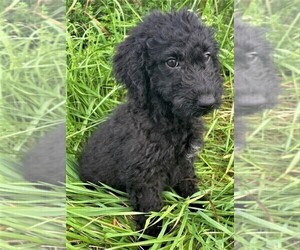 Goldendoodle (Miniature) Puppy for sale in IPSWICH, MA, USA