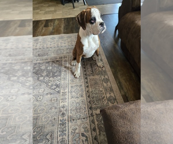 Medium Photo #2 Boxer Puppy For Sale in LAUREL, DE, USA
