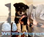Small Photo #14 German Shepherd Dog-Siberian Husky Mix Puppy For Sale in JOHNS ISLAND, SC, USA