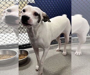 Mutt Dogs for adoption in Sterling, MA, USA