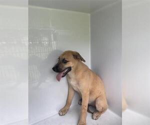 Black Mouth Cur-Unknown Mix Dogs for adoption in Houston, TX, USA