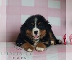 Small #3 Bernese Mountain Dog