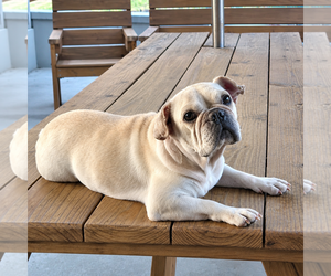French Bulldog Dogs for adoption in Dumont, NJ, USA