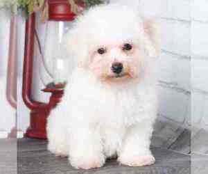 Bichon Frise Puppy for sale in RED LION, PA, USA