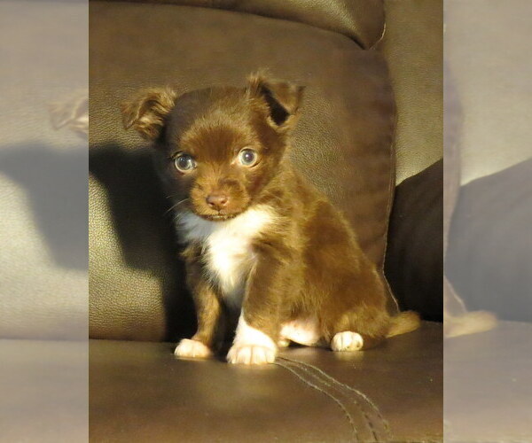 Medium Photo #6 Chihuahua Puppy For Sale in HAYES, VA, USA