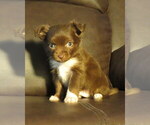 Small #5 Chihuahua