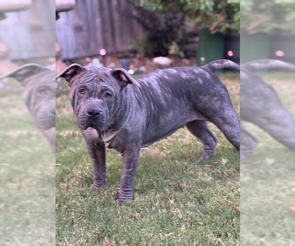 Medium Photo #1 Chinese Shar-Pei-Unknown Mix Puppy For Sale in San Antonio, TX, USA