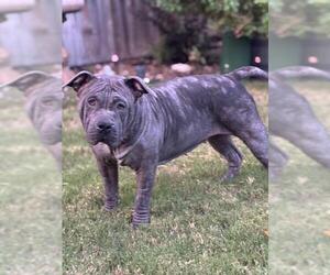 Chinese Shar-Pei-Unknown Mix Dogs for adoption in San Antonio, TX, USA