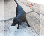 Small Photo #10 American Bulldog-Labbe Mix Puppy For Sale in COURTLAND, AL, USA