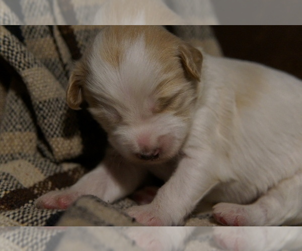Medium Photo #1 Golden Mountain Doodle  Puppy For Sale in JIM FALLS, WI, USA