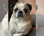 Small Photo #1 Pug Puppy For Sale in SPRING MILLS, PA, USA