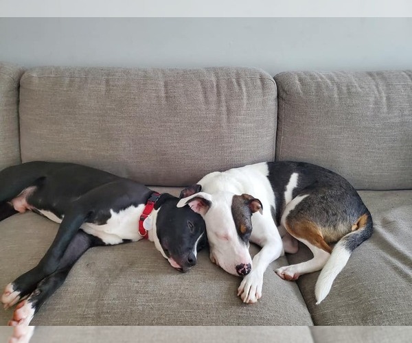 Medium Photo #4 Catahoula Leopard Dog-Unknown Mix Puppy For Sale in Oakhurst, NJ, USA