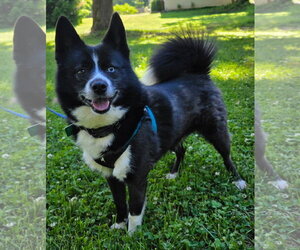 Pomsky Dogs for adoption in Clarkston, MI, USA