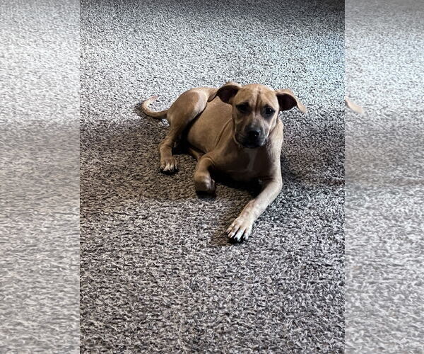 Medium Photo #3 Boxer-Rhodesian Ridgeback Mix Puppy For Sale in Crossville, AL, USA