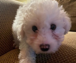 Poodle (Miniature) Puppy for Sale in HUNTINGTOWN, Maryland USA