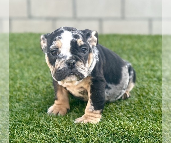 Medium Photo #1 English Bulldog Puppy For Sale in FRESNO, CA, USA