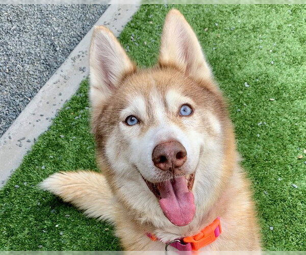 Medium Photo #1 Siberian Husky-Unknown Mix Puppy For Sale in Moreno Valley, CA, USA