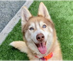 Small Siberian Husky Mix