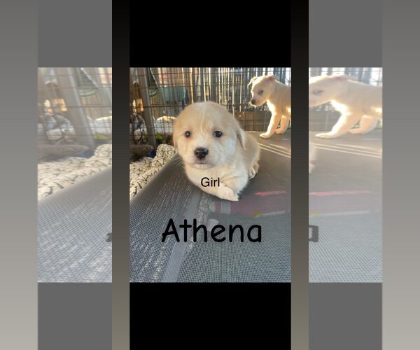 Medium Photo #1 American Pit Bull Terrier-Siberian Husky Mix Puppy For Sale in Turlock, CA, USA