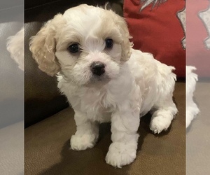 Cavachon Puppy for sale in CADDO MILLS, TX, USA