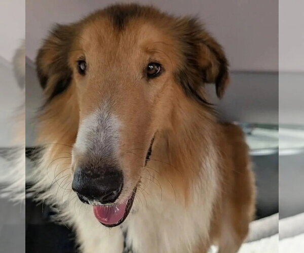 Medium Photo #1 Collie Puppy For Sale in Dublin, OH, USA