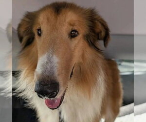 Collie Dogs for adoption in Dublin, OH, USA