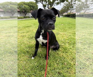 Pug-Unknown Mix Dogs for adoption in Lake Elsinore, CA, USA
