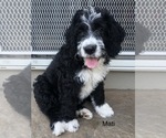 Small Photo #8 Bernedoodle Puppy For Sale in MIAMISBURG, OH, USA