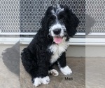 Small #7 Bernedoodle