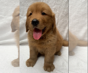 Golden Retriever Puppy for sale in SANTA ANA, CA, USA