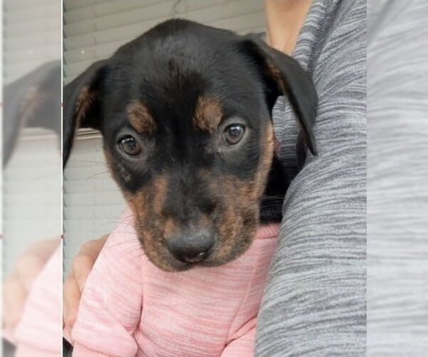 Medium Photo #1 Rottweiler-Unknown Mix Puppy For Sale in Lakewood, CO, USA