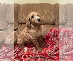 Puppy Snickerdoodle Goldendoodle