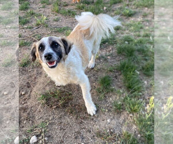 Medium Photo #8 Maltese-Unknown Mix Puppy For Sale in La Verne, CA, USA