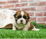 Small #2 Shih Tzu