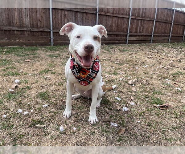 Medium Photo #4 Mutt Puppy For Sale in Plano, TX, USA