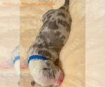 Small #21 American Bully