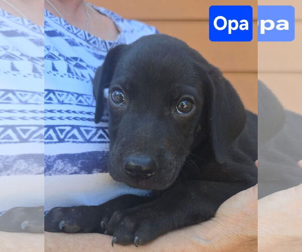 Medium Photo #1 Labrador Retriever-Unknown Mix Puppy For Sale in Alexander, AR, USA