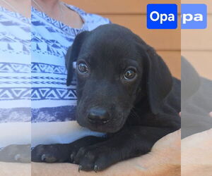 Labrador Retriever-Unknown Mix Dogs for adoption in Alexander, AR, USA