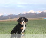 Puppy 9 Bernese Mountain Dog