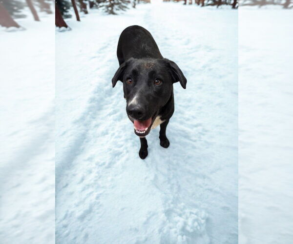 Medium Photo #1 Labrador Retriever-Unknown Mix Puppy For Sale in HESPERIA, CA, USA