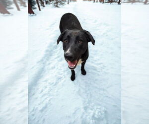 Labrador Retriever-Unknown Mix Dogs for adoption in HESPERIA, CA, USA
