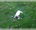 Small Photo #6 English Springer Spaniel Puppy For Sale in DILLSBURG, PA, USA