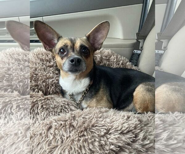 Medium Photo #1 Chihuahua-Unknown Mix Puppy For Sale in Chester, NJ, USA