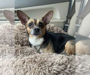 Chihuahua-Unknown Mix Dogs for adoption in Chester, NJ, USA