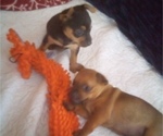 Small Photo #11 Chihuahua Puppy For Sale in NANAKULI, HI, USA