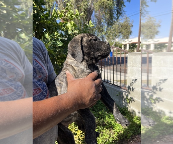 Medium Photo #58 Bullmastiff Puppy For Sale in LOS ANGELES, CA, USA